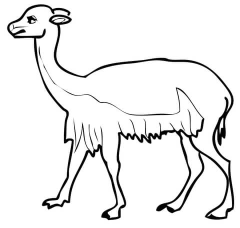 South American Vicuna Coloring Page